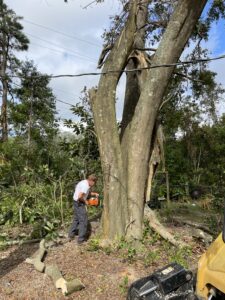 land clearing