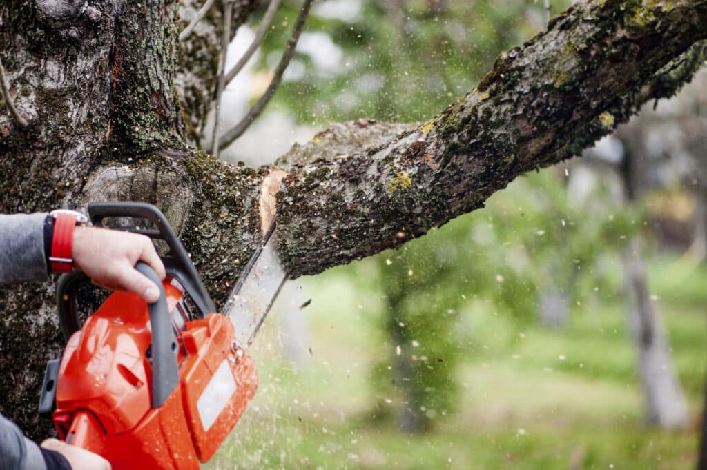 Reasons to Trim and Remove Trees in Louisiana