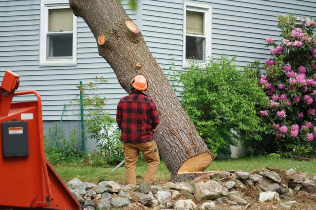 Reasons to Trim and Remove Trees in Louisiana