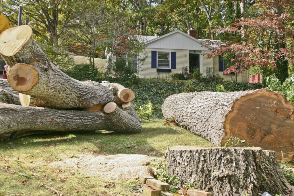Reasons to Trim and Remove Trees in Louisiana