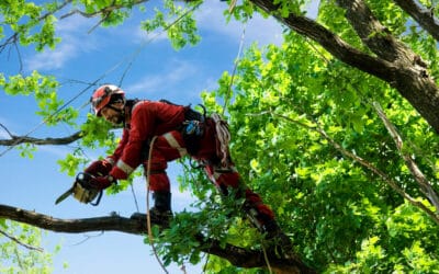 Benefits of Using a Professional Tree Trimming Service in Covington