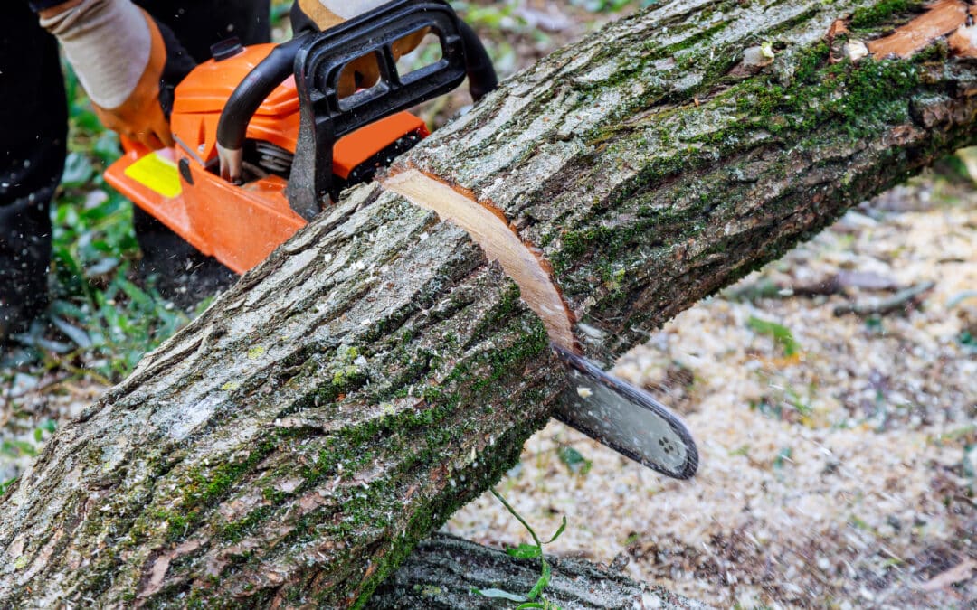 Benefits of Hiring a Licensed and Insured Tree Removal Service in Covington, Louisiana