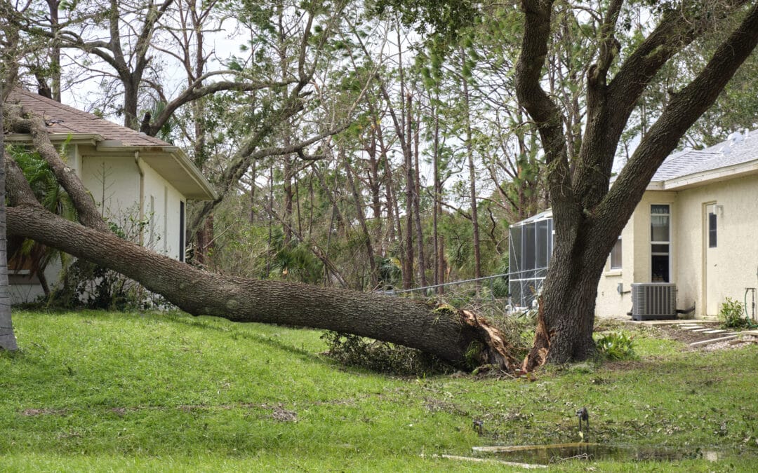 10 Signs It’s Time To Call A Tree Removal Expert
