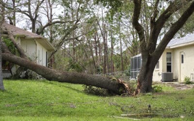 10 Signs It’s Time To Call A Tree Removal Expert!