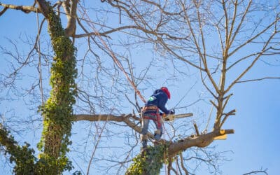 Why DIY Tree Removal Is A Bad Idea